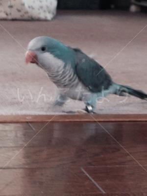 迷い鳥の写真