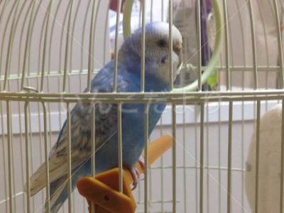 保護鳥の写真