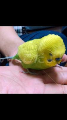 保護鳥の写真