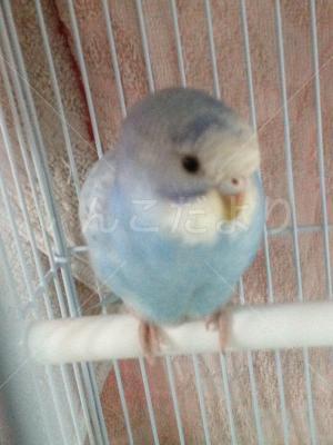 保護鳥の写真