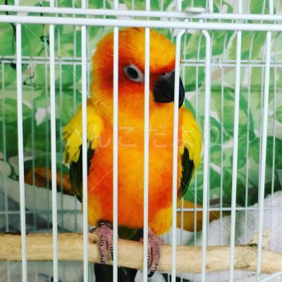 保護鳥の写真