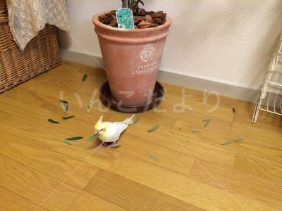迷い鳥の写真