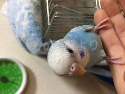 迷い鳥の写真