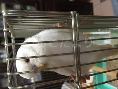 保護鳥の写真