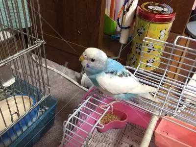 保護鳥の写真