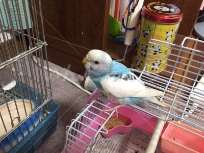 保護鳥の写真
