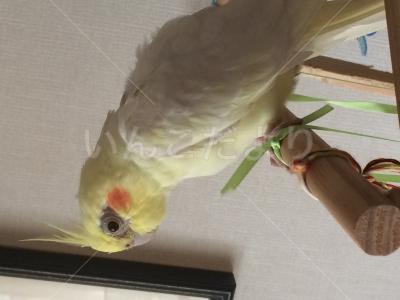 保護鳥の写真