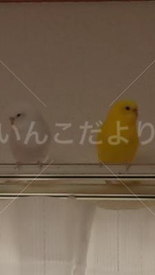 迷い鳥の写真