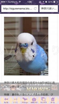 迷い鳥の写真