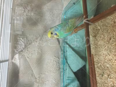 保護鳥の写真