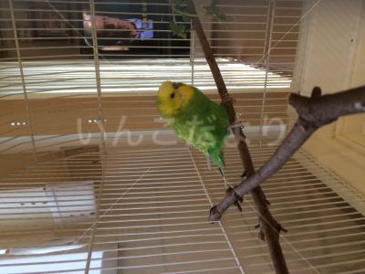 保護鳥の写真
