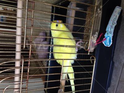 保護鳥の写真