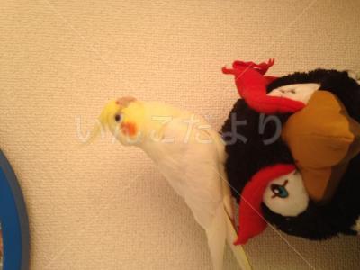 迷い鳥の写真