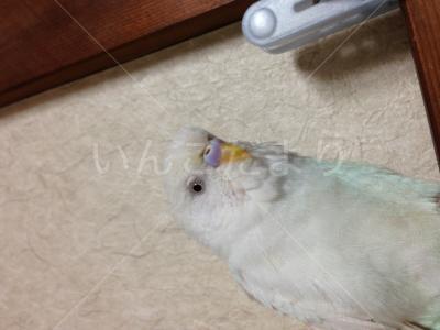 迷い鳥の写真