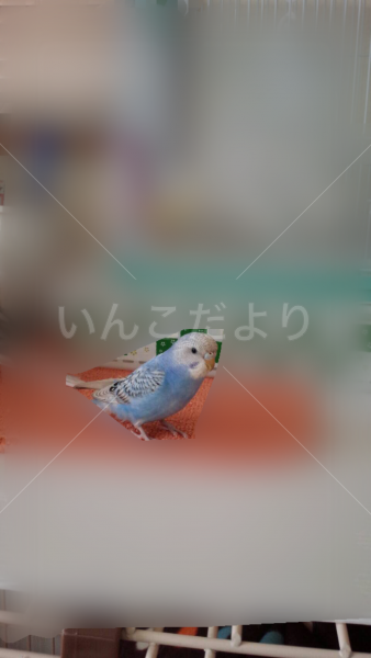 迷い鳥の写真