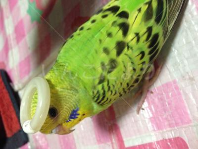 迷い鳥の写真