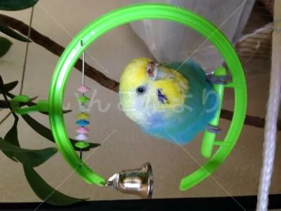 保護鳥の写真