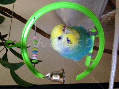 保護鳥の写真