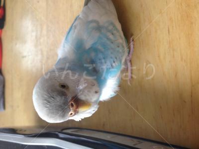保護鳥の写真
