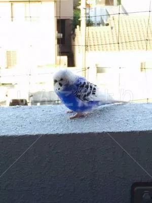 保護鳥の写真