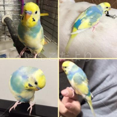 迷い鳥の写真