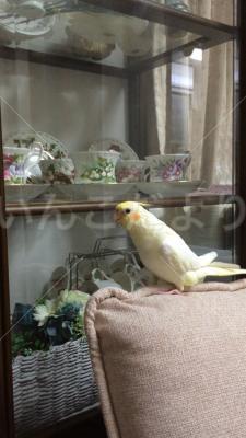 迷い鳥の写真