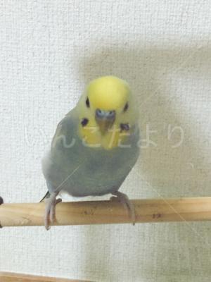 迷い鳥の写真