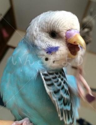 迷い鳥の写真