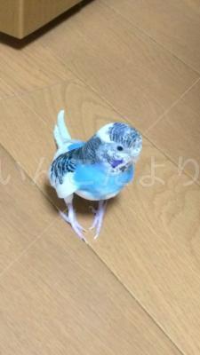 迷い鳥の写真