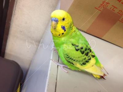 保護鳥の写真
