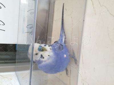 保護鳥の写真
