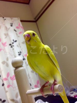 迷い鳥の写真