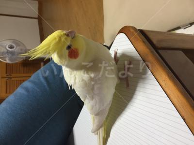 迷い鳥の写真