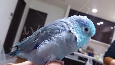 迷い鳥の写真