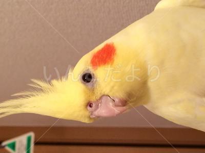 迷い鳥の写真