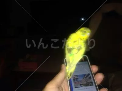保護鳥の写真