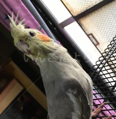 迷い鳥の写真