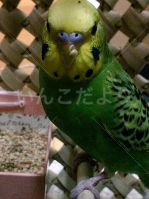 保護鳥の写真