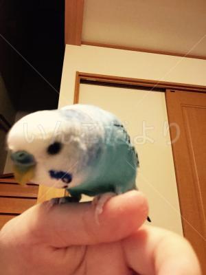 迷い鳥の写真