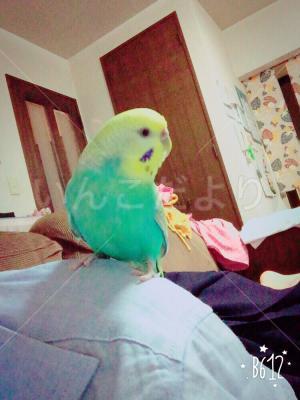 迷い鳥の写真