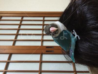 迷い鳥の写真