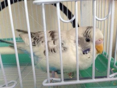 保護鳥の写真