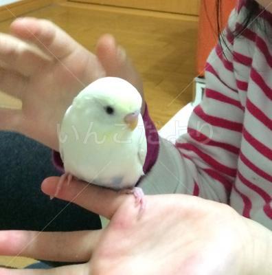 迷い鳥の写真