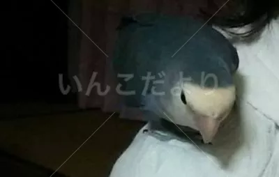 保護鳥の写真
