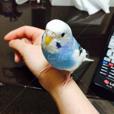 迷い鳥の写真
