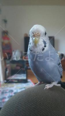迷い鳥の写真