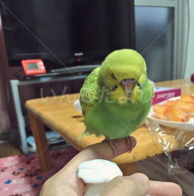 迷い鳥の写真