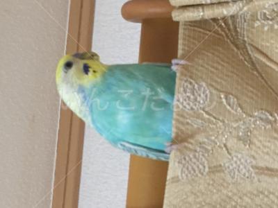 迷い鳥の写真