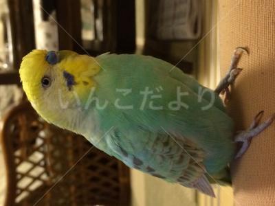 迷い鳥の写真
