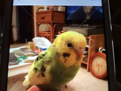 保護鳥の写真